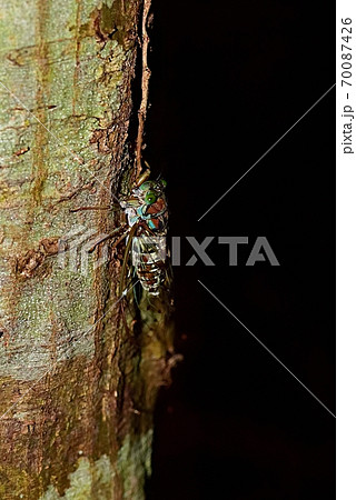 ヒグラシ 70087426