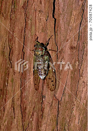 ヒグラシ 70087428