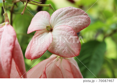 ベニバナヤマホウシ 70087467