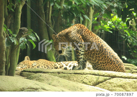 リラックスして一緒に過ごすシンガポール動物園のチーター リラックスして一緒に過ごすシンガポール動物園のチーター 70087897