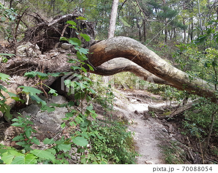 樹木 森 風景 70088054