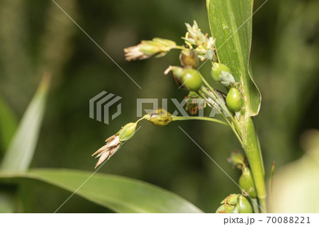 ジュズダマ 70088221