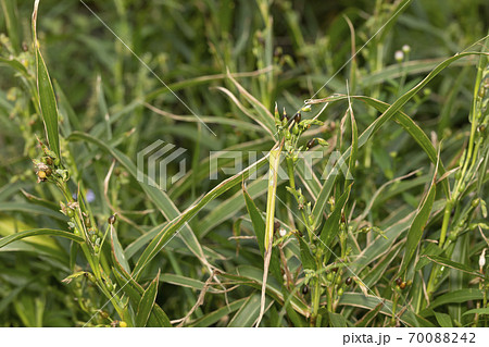 ジュズダマ ジュズダマ 70088242