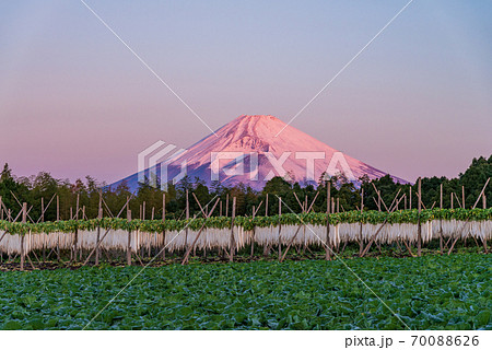 （静岡県）箱根西麓のダイコン干しと富士山 70088626