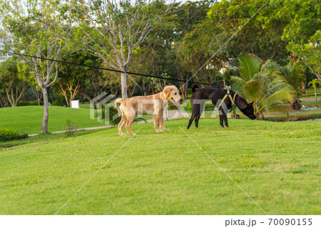 Golden retriever and ridgeback dog playing at the park Golden retriever and ridgeback dog playing at the park 70090155