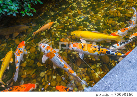 Japanese Koi Carps playing in the beautiful pond Japanese Koi Carps playing in the beautiful pond 70090160