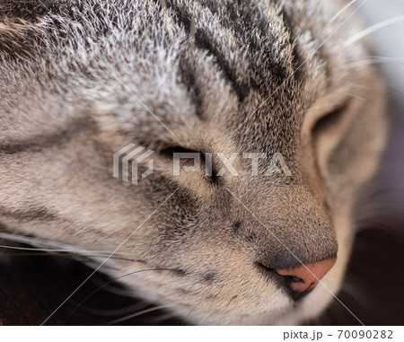 猫の寝顔　サバトラ猫 70090282