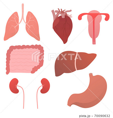 Set of internal human organs, anatomy objects for medical posters in cartoon style isolated on white background 70090632