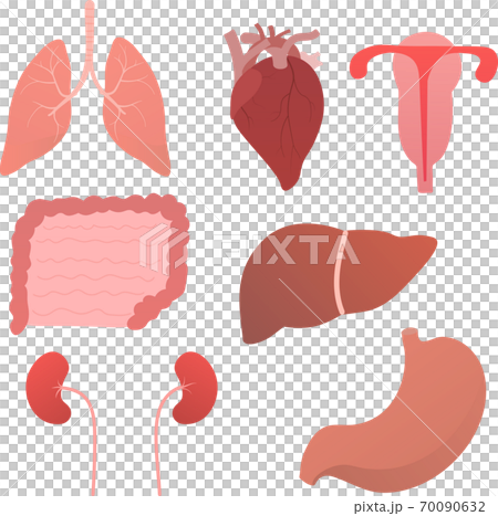 Set of internal human organs, anatomy objects for medical posters in cartoon style isolated on white background Set of internal human organs, anatomy objects for medical posters in cartoon style isolated on white background 70090632
