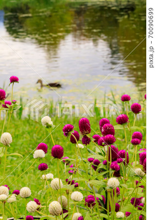 秋の白い花と紫色の花、そして池で泳ぐカモ 秋の白い花と紫色の花、そして池で泳ぐカモ 70090699