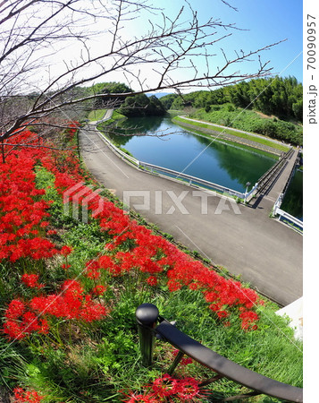 宝山湖(香川県)彼岸花18 宝山湖(香川県)彼岸花18 70090957