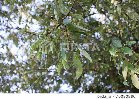 小さな木の実をつけた、しいの木 小さな木の実をつけた、しいの木 70090986