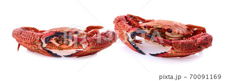 Crab muscles on white background Crab muscles on white background 70091169