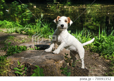 puppy in the Park,  Jack Russell Terrier dog on 70091352