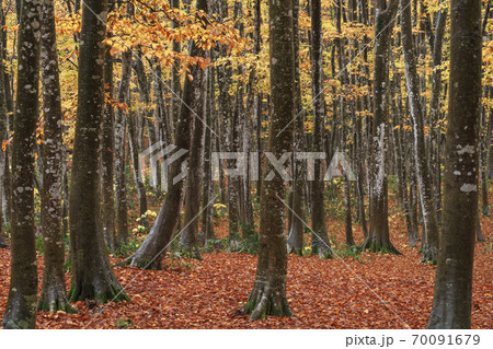ブナの黄葉 美人林 ブナの黄葉 美人林 70091679