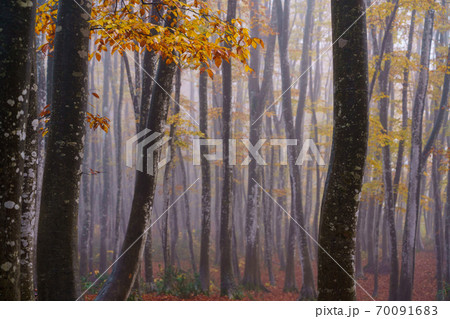 ブナの黄葉　美人林 70091683