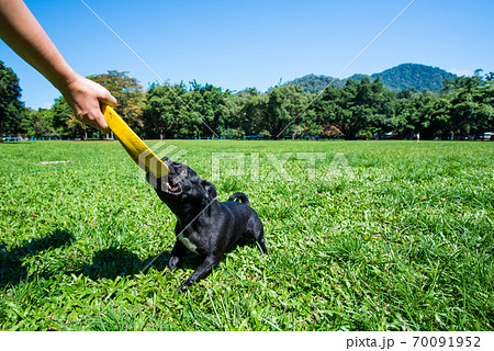 フリスビーで遊ぶ犬 フリスビーで遊ぶ犬 70091952