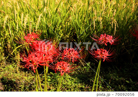烏山線大金駅付近に咲いている曼珠沙華(5) 烏山線大金駅付近に咲いている曼珠沙華(5) 70092056