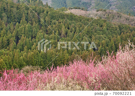 奈良県・三大梅林の広橋梅林 70092221