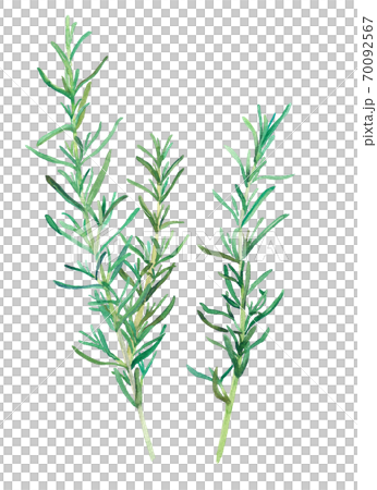 ハーブ：ローズマリーの水彩イラスト。トレースベクター。 70092567