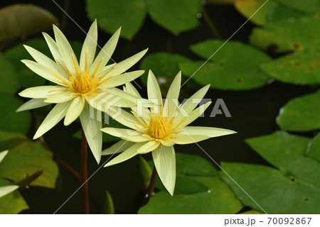熱帯スイレン（エルドラド） 70092867