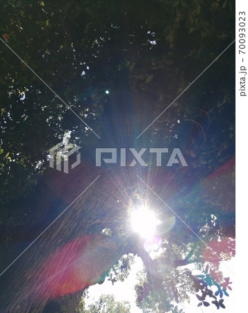 長田神社のクスノキの光 70093023