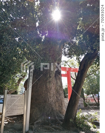 長田神社のクスノキの紫色の光 70093024