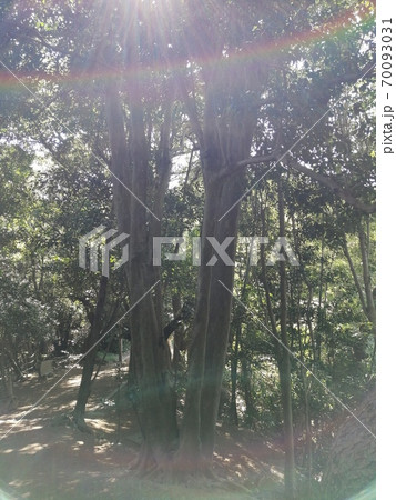 猿田彦神社の木々たちの光 猿田彦神社の木々たちの光 70093031