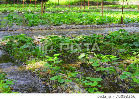 大王わさび農場、安曇野市、長野県、日本 大王わさび農場、安曇野市、長野県、日本 70093256