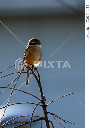 枝にとまるすずめ 枝にとまるすずめ 70094151