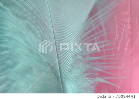 Exotic texture feathers background close up. Pink  and aquamarine feathers pattern for your design. Macro photography view. 70094441