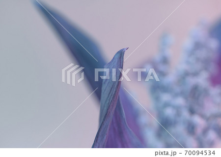 Close up faded bouquet Convallaria majalis flowers in the color light. Beautiful plant minimal in neon light. Minimalism retro style concept. Background pattern for design... 70094534