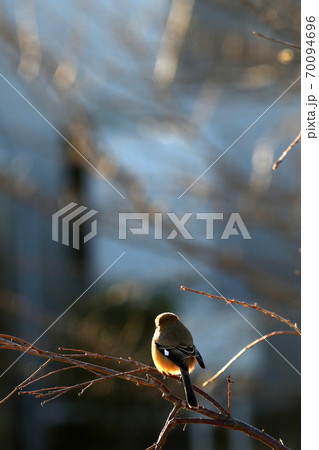 枝にとまるすずめ 70094696