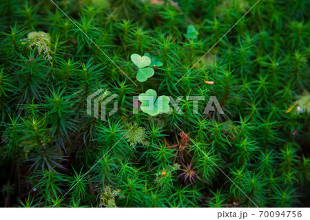 北八ヶ岳苔の森　白駒池 70094756