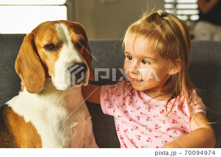 Child hugging tight Beagle dog in bright room. Dog with a cute caucasian baby girl on sofa Child hugging tight Beagle dog in bright room. Dog with a cute caucasian baby girl on sofa 70094974
