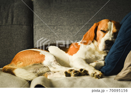 Dog tired sleeps on a couch. Funny pose. 70095156