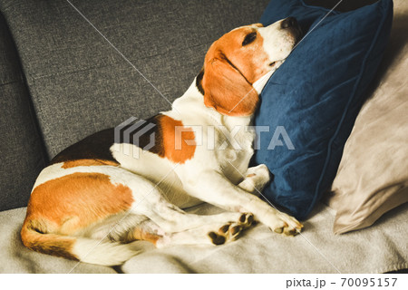Dog tired sleeps on a couch. Funny pose. 70095157