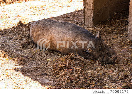 A Vietnamese pot bellied pig lying on muddy ground A Vietnamese pot bellied pig lying on muddy ground 70095175
