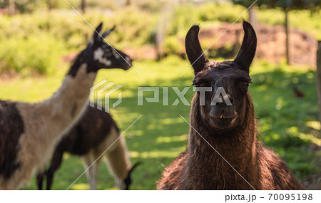 Portrait of three brown alpacas looking in the camera on a green field on a sunny summer day. 70095198