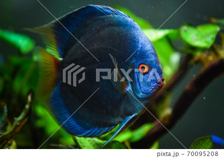 Colorful fish from the spieces Symphysodon discus in aquarium. Colorful fish from the spieces Symphysodon discus in aquarium. 70095208