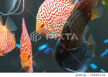 Colorful fish from the spieces Symphysodon discus in aquarium. Colorful fish from the spieces Symphysodon discus in aquarium. 70095216