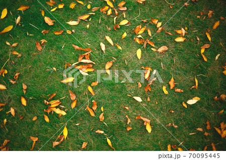 yellow autumn leaves lie on green grass 70095445