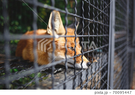 portrait of a sad fox in a cage at the zoo 70095447