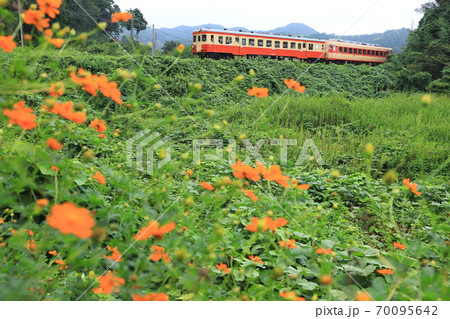 いすみ鉄道「キバナコスモス咲く沿線風景と国鉄車両」 70095642