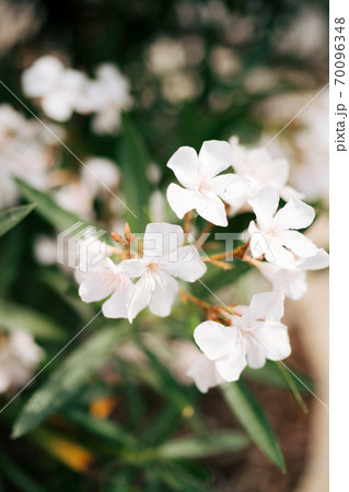 Close-up of a white oleander inflorescence with shallow depth of field. 70096348