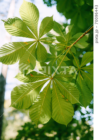 Close-up, green chestnut leaves on the tree. Close-up, green chestnut leaves on the tree. 70096443