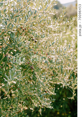 Ripe black olives on the branches of the tree. Ripe black olives on the branches of the tree. 70096453