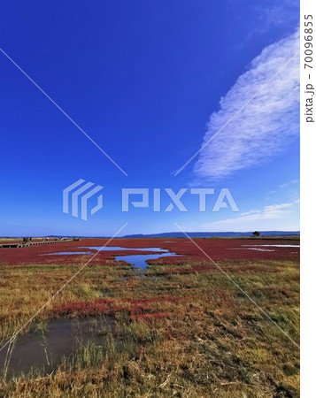 能取湖サンゴ草群落（北海道網走市卯原内） 70096855