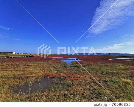 能取湖サンゴ草群落(北海道網走市卯原内) 能取湖サンゴ草群落(北海道網走市卯原内) 70096856