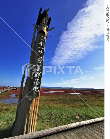 能取湖サンゴ草群落(北海道網走市卯原内) 能取湖サンゴ草群落(北海道網走市卯原内) 70096857